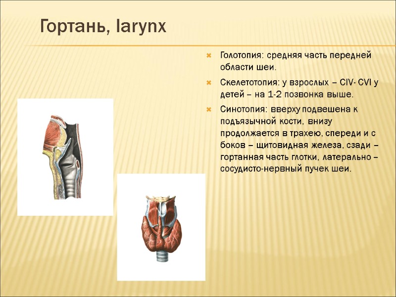 Гортань, larynx Голотопия: средняя часть передней области шеи. Скелетотопия: у взрослых – CIV- CVI